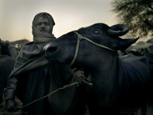 Cattle market, Pushkar, India 2006