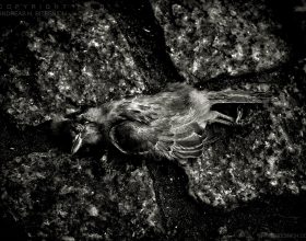 Dead bird, Berlin 2017