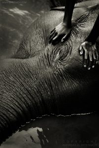 Elephant, Dubare Elephant Camp in Coorg, India 2008