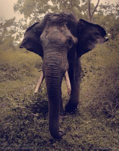 Elephant, Dubare Elephant Camp in Coorg, India 2008