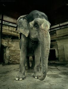 Elephant at Amber Fort, Jaipur, India 2006