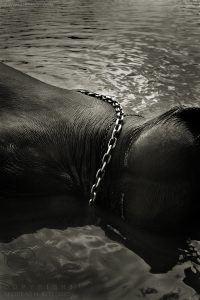 Elephant with chain, Dubare Elephant Camp in Coorg, India 2008