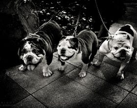 Happy dogs, Tokyo, Japan 2012