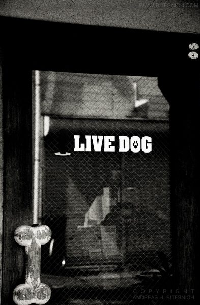 Live Dog, Tokyo, Japan 2012