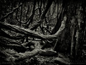 Roots, Thailand 1998